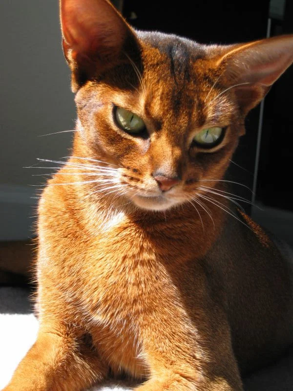 Abyssinian