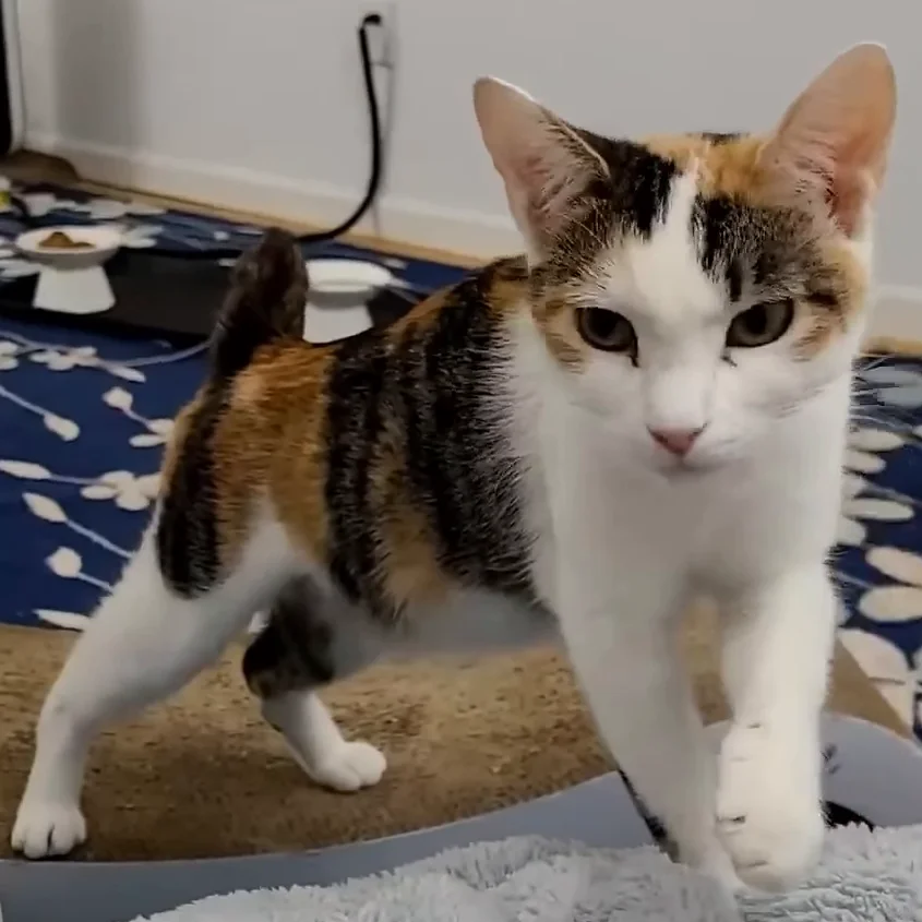 American Bobtail