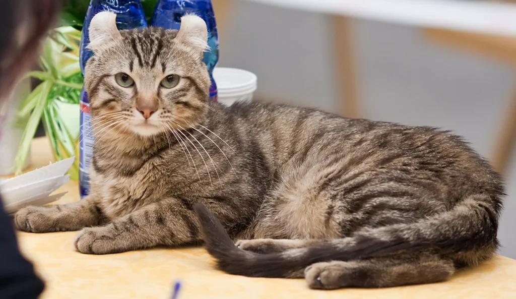 American Curl
