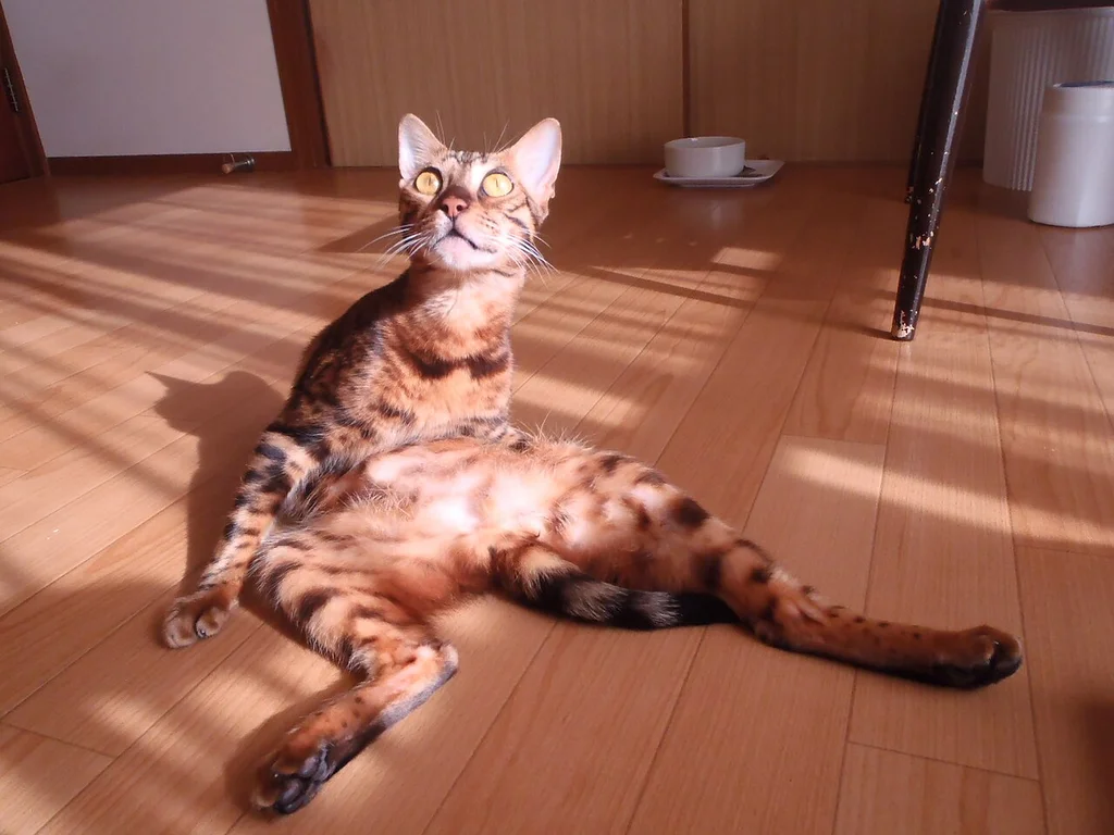 Bengal