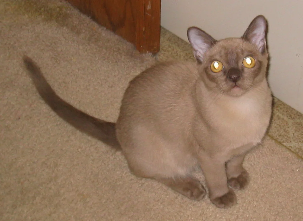 Burmese