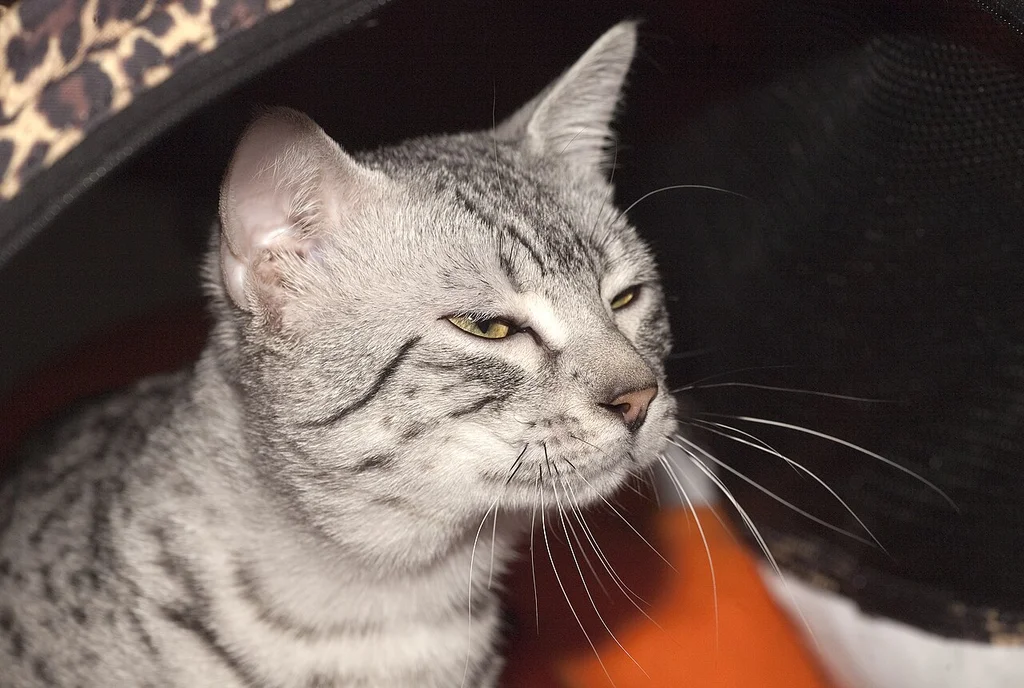 Egyptian Mau
