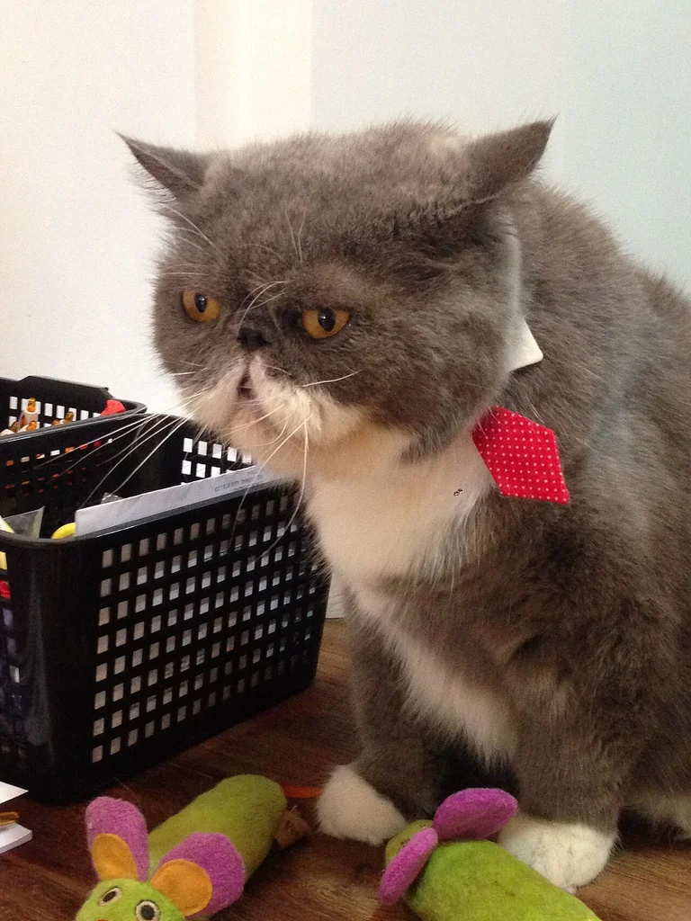 Exotic Shorthair