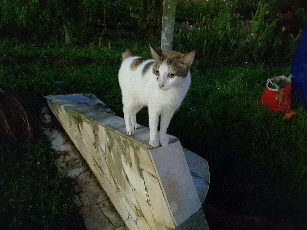 Japanese Bobtail