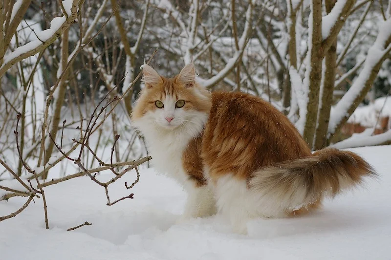Norwegian Forest Cat