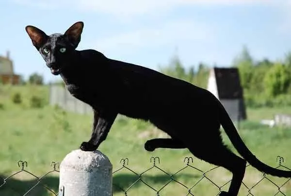 Oriental Shorthair