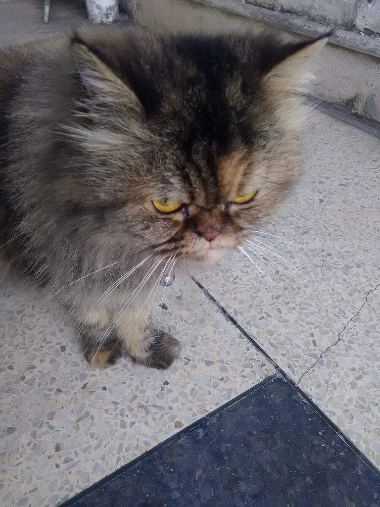 Persian