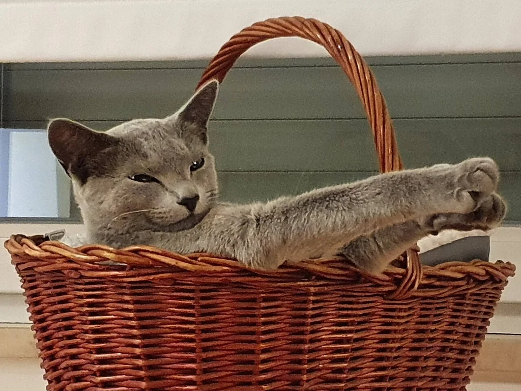 Russian Blue