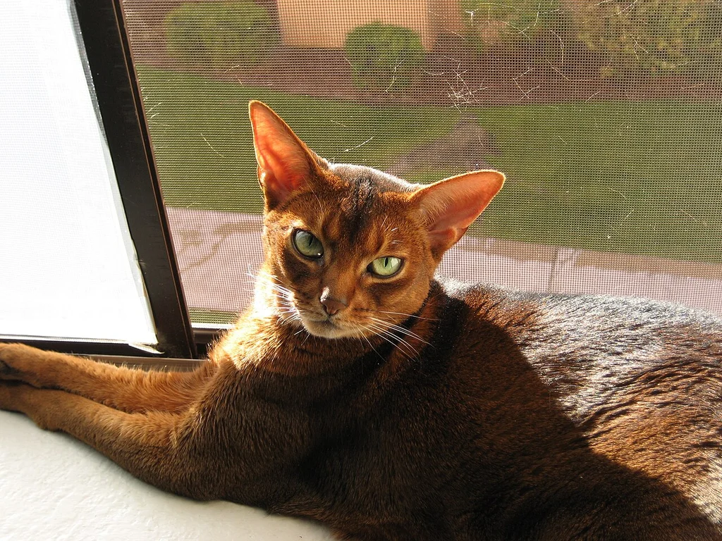 Abyssinian
