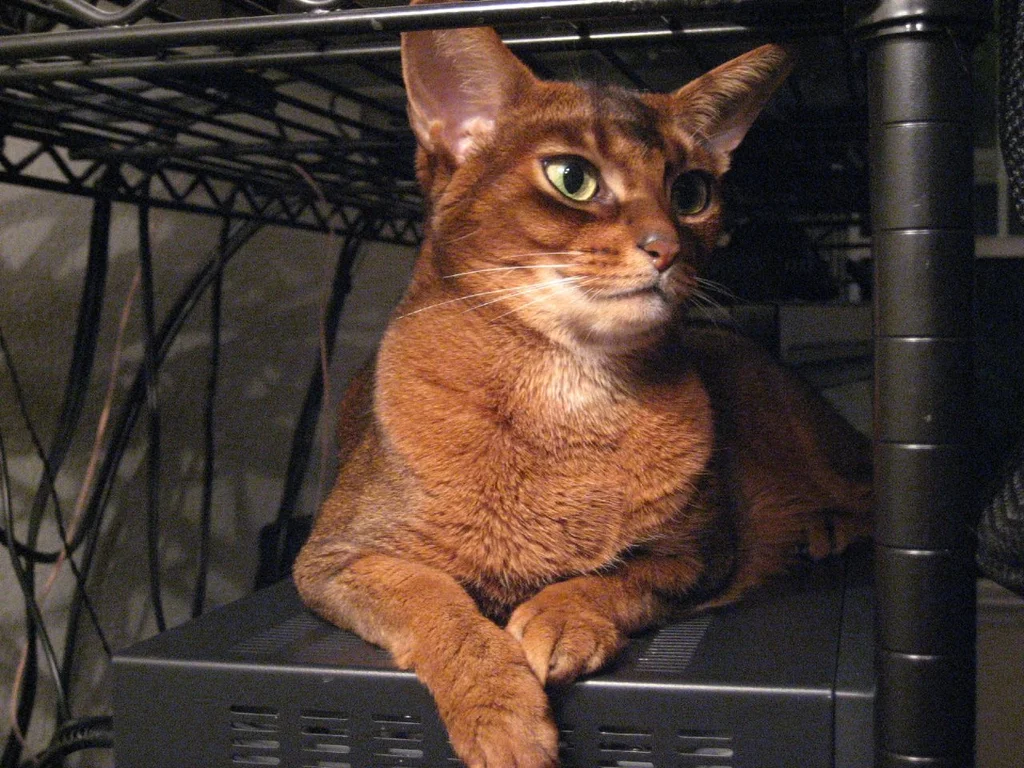 Abyssinian