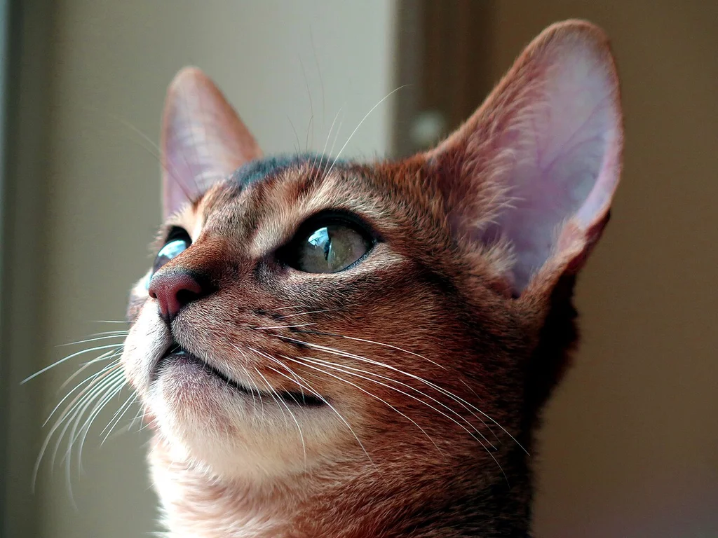 Abyssinian