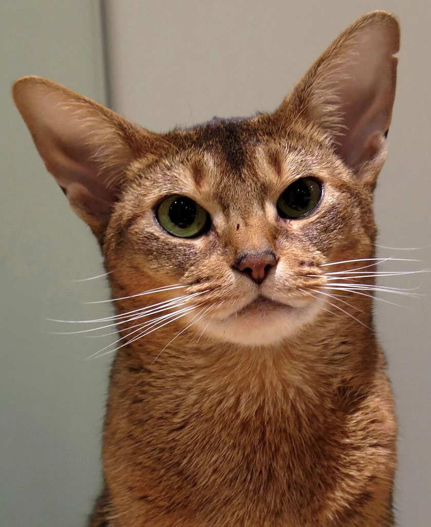 Abyssinian