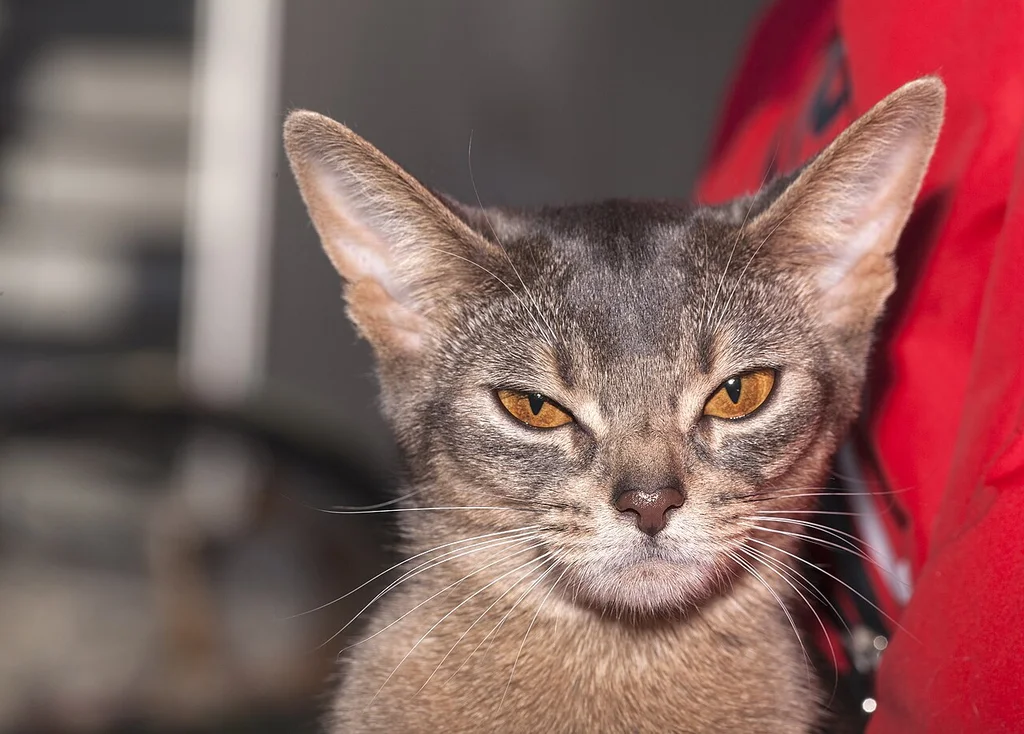 Abyssinian