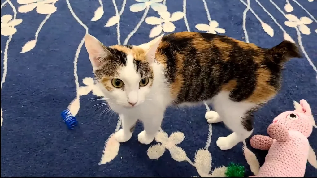 American Bobtail