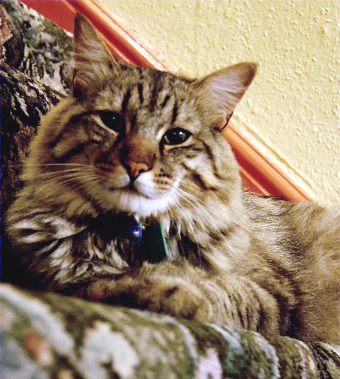 American Bobtail