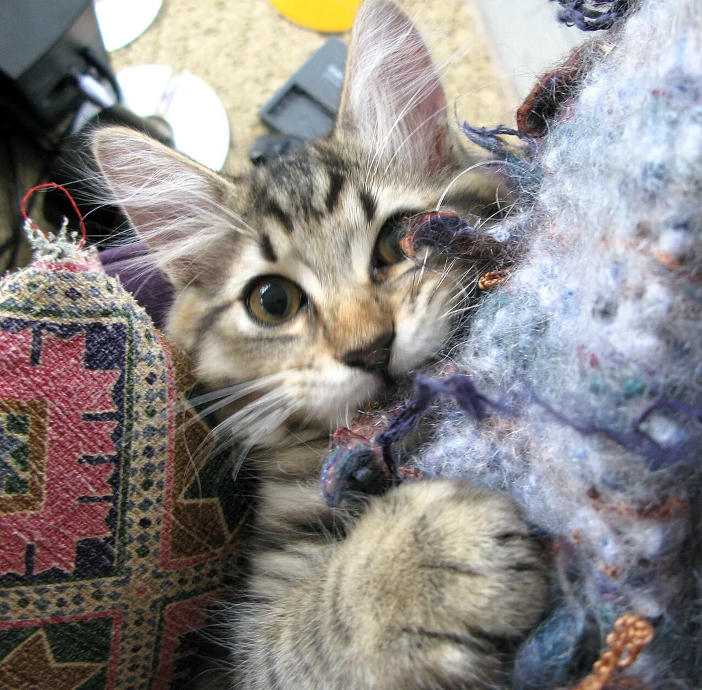 American Bobtail