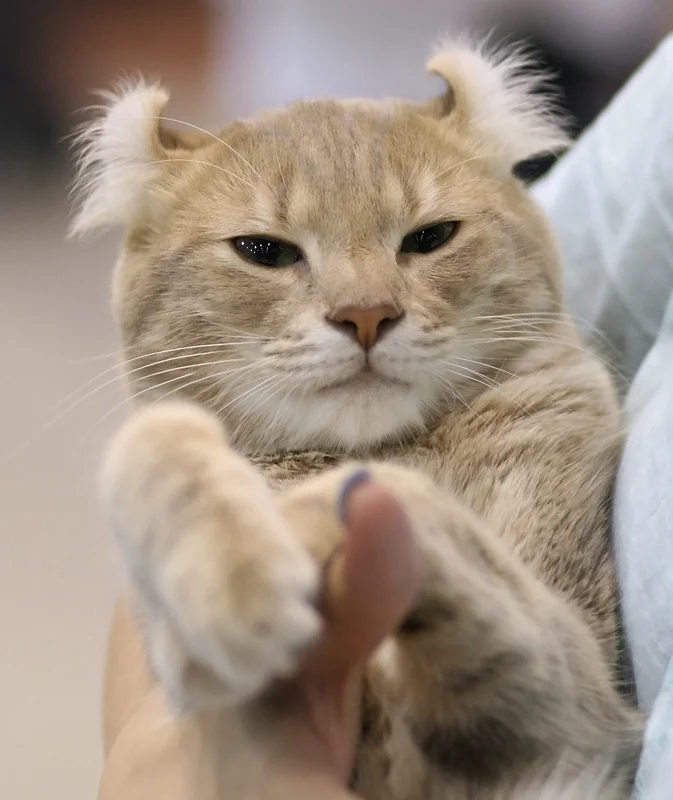 American Curl