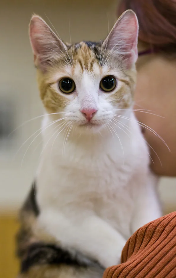 American Curl