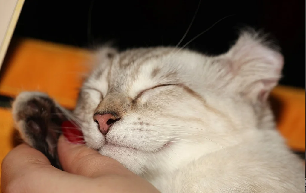 American Curl