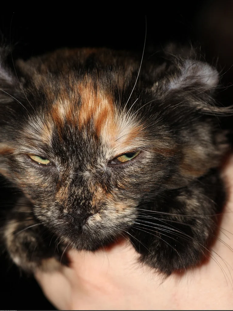American Curl