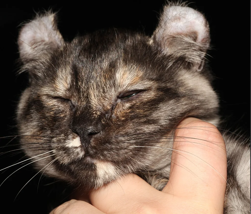 American Curl