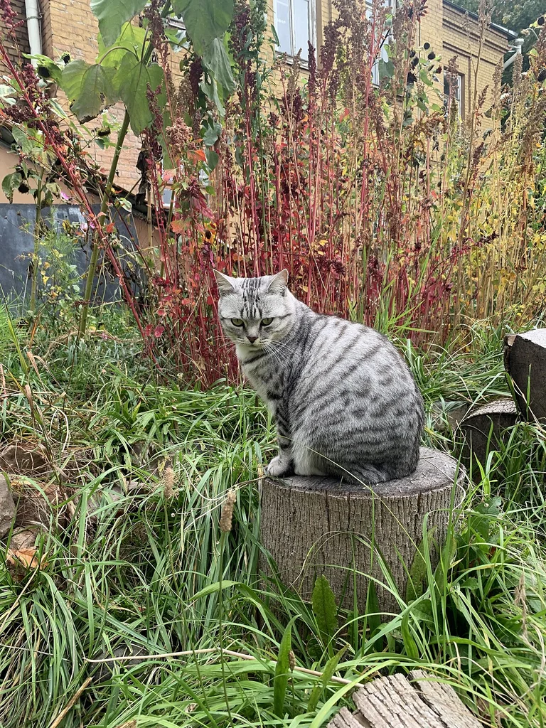 American Shorthair