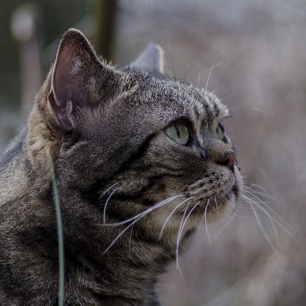 American Shorthair