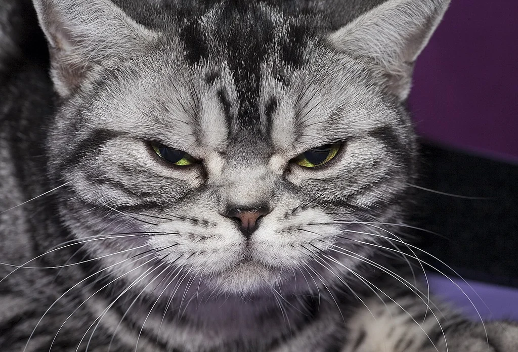 American Shorthair