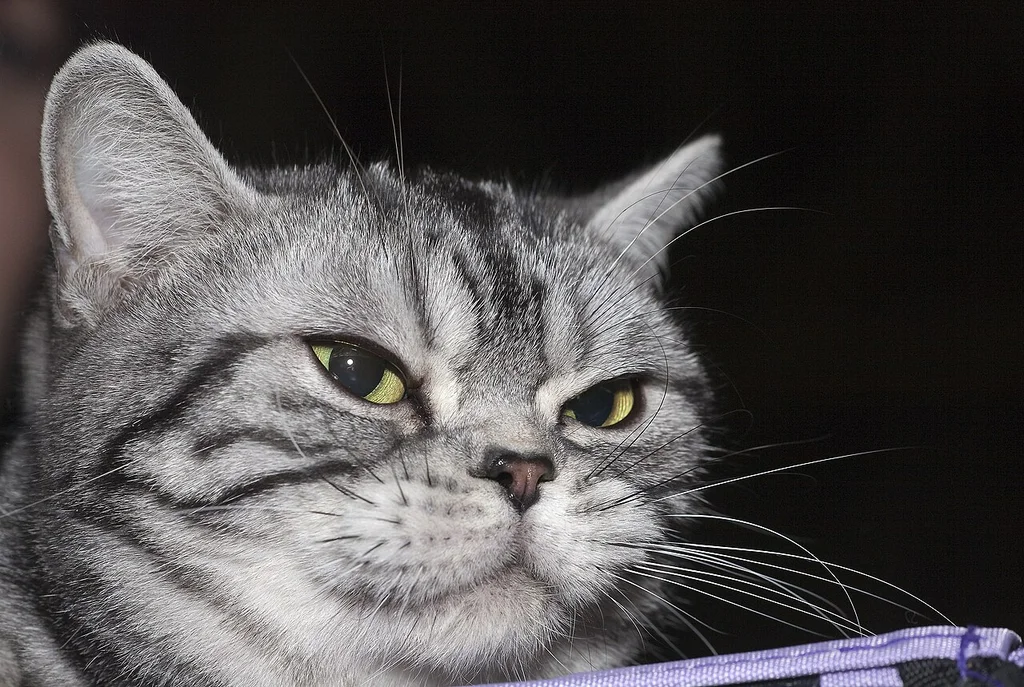 American Shorthair