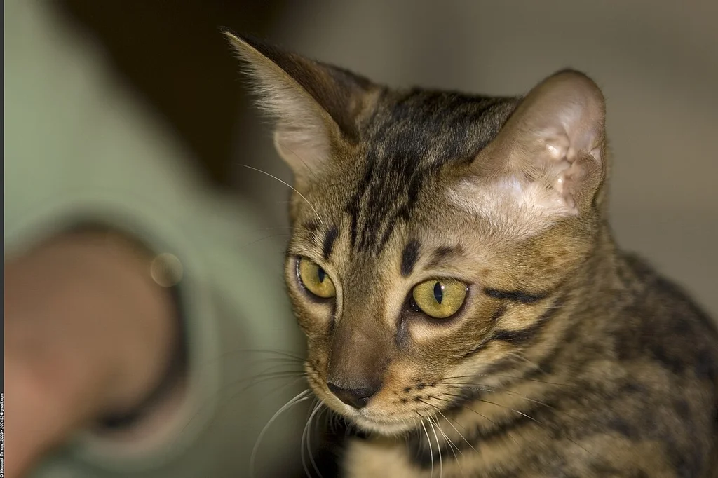 Bengal
