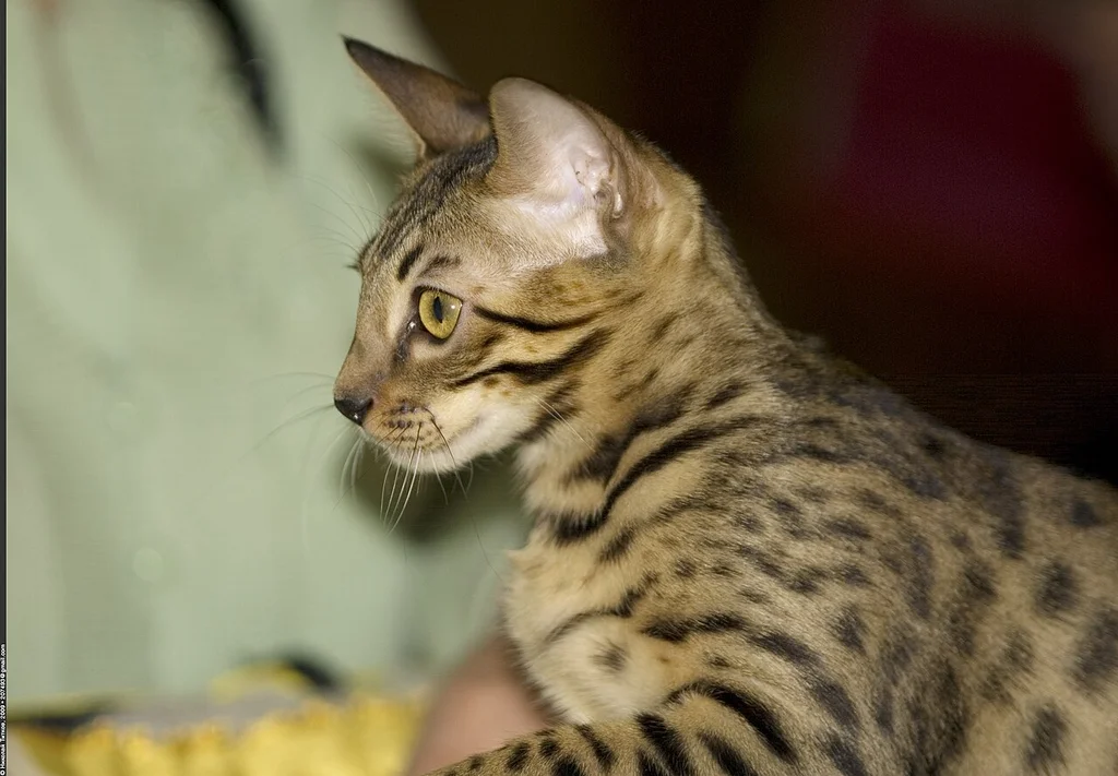 Bengal