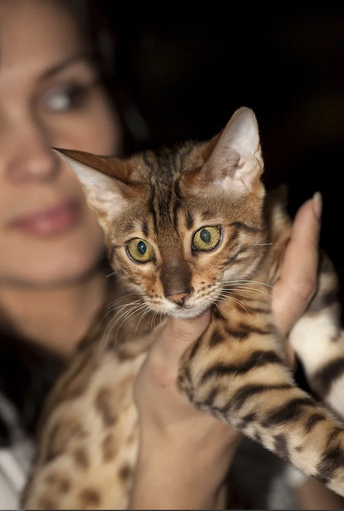 Bengal