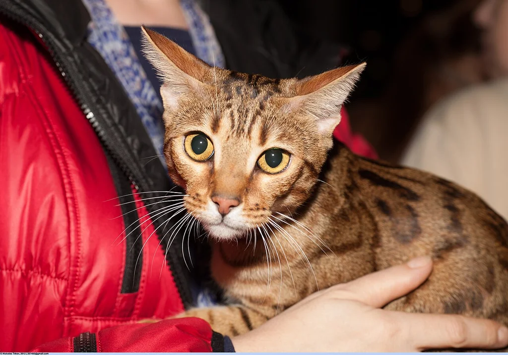 Bengal