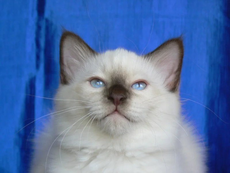 Birman
