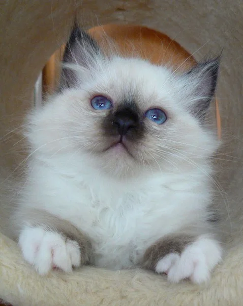 Birman