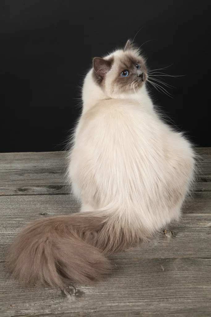 Birman