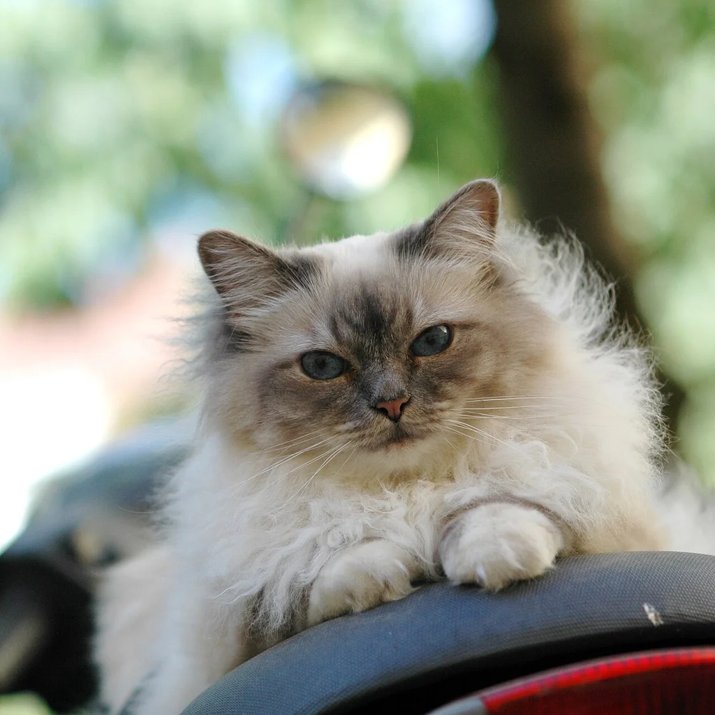 Birman