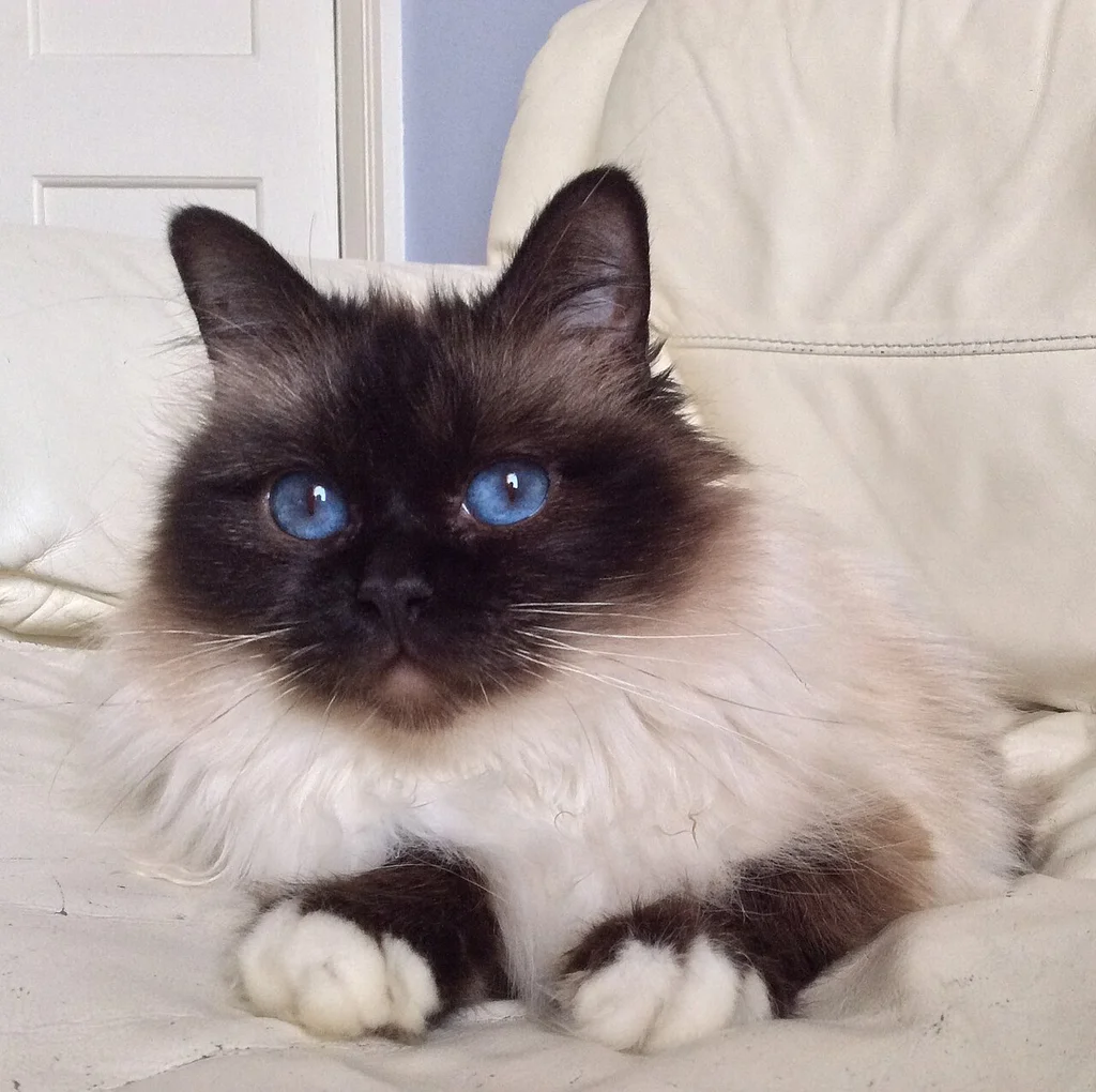 Birman