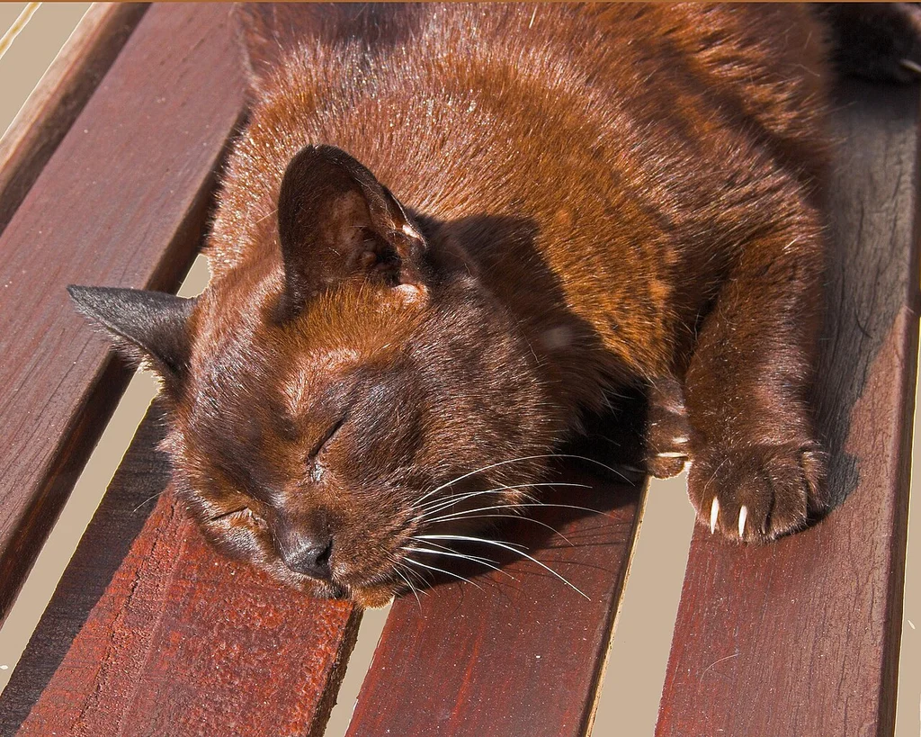 Burmese