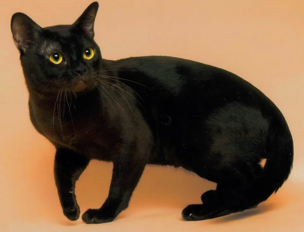 Burmese