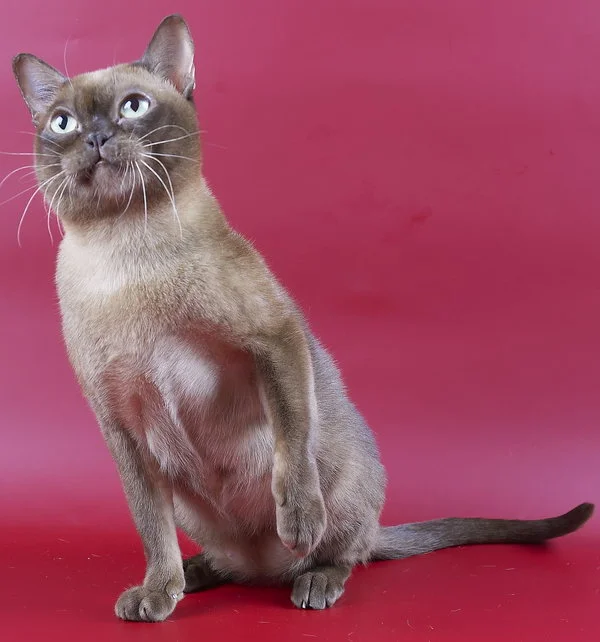 Burmese
