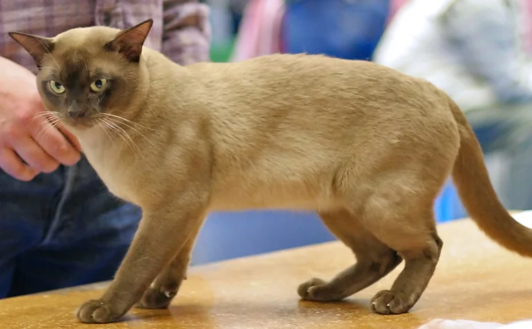 Burmese