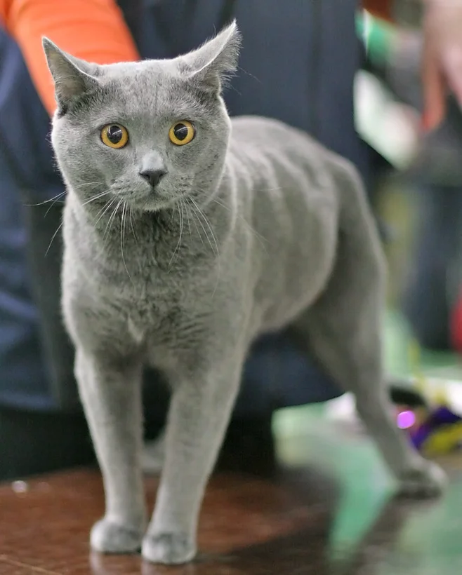 Chartreux