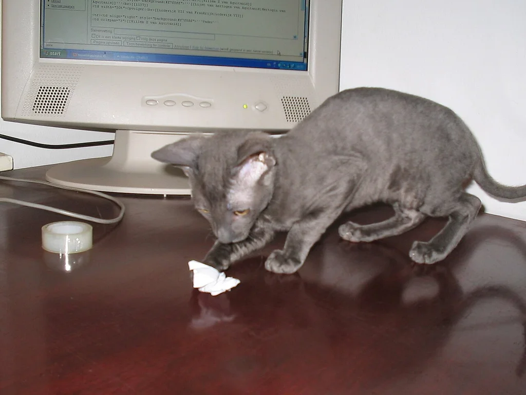 Cornish Rex