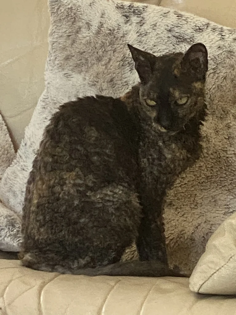 Cornish Rex