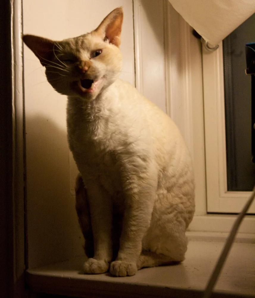 Devon Rex