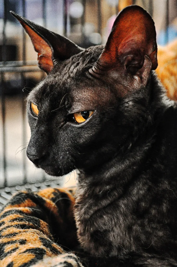 Devon Rex