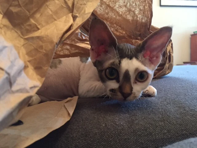 Devon Rex
