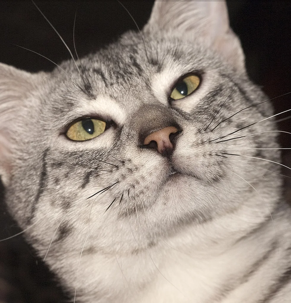Egyptian Mau