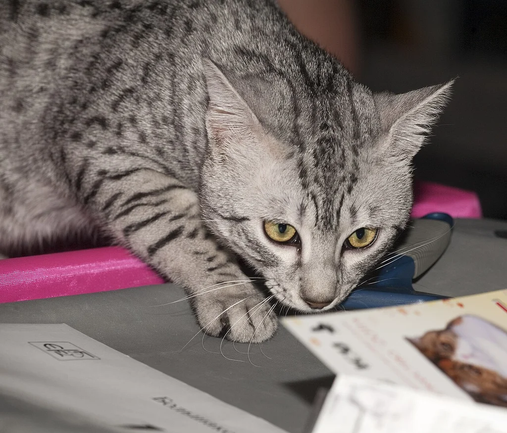 Egyptian Mau